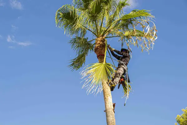 Palm