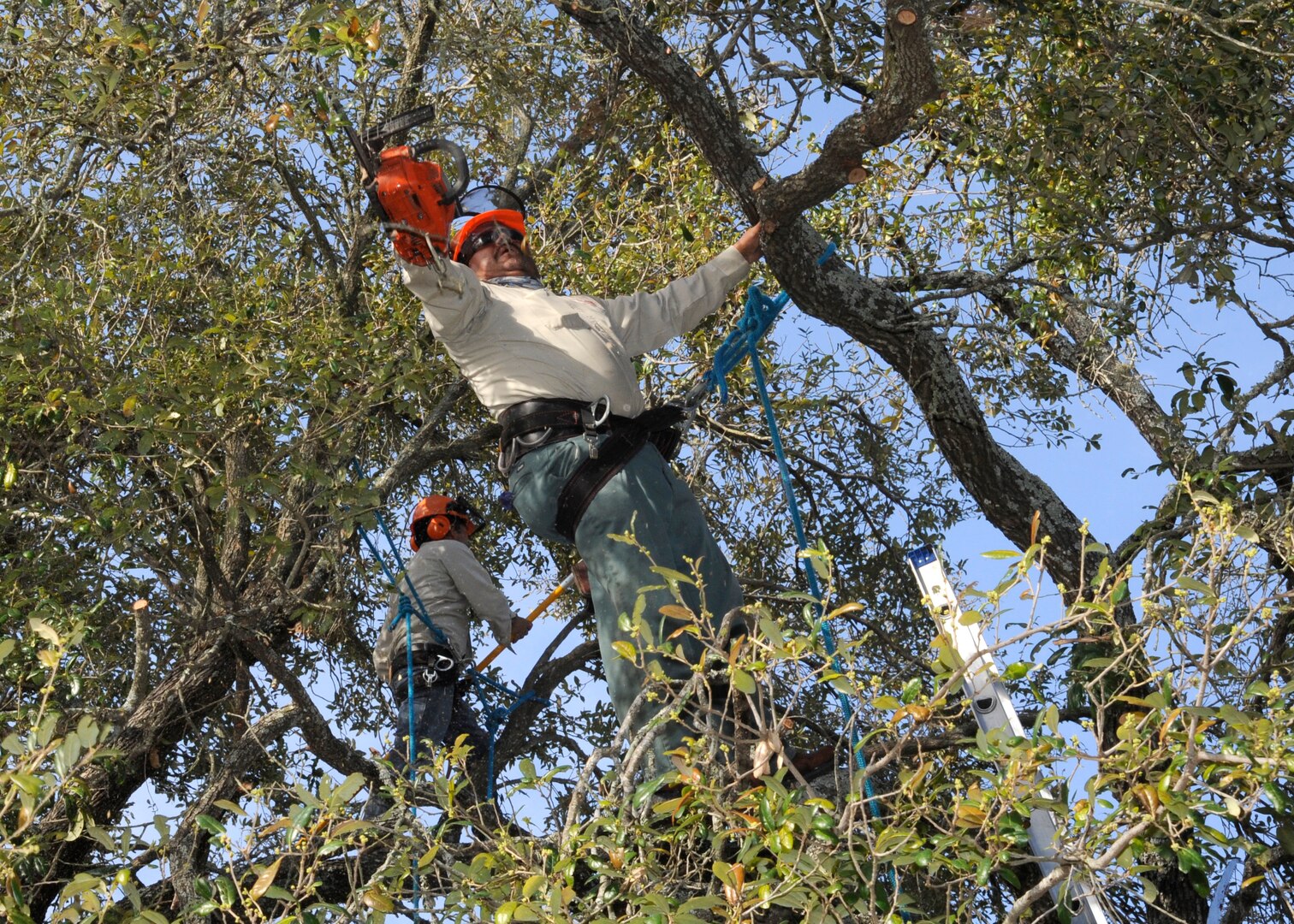 Pruning